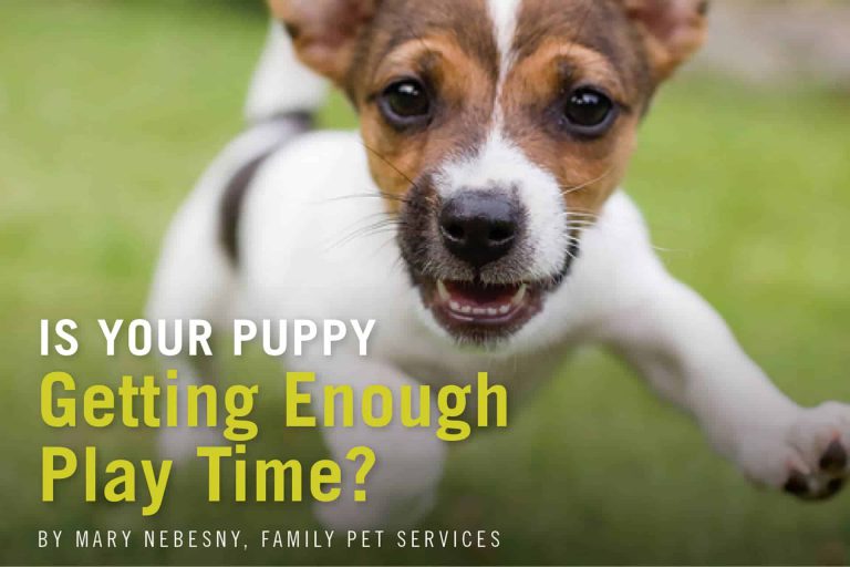 IS YOUR PUPPY GETTING ENOUGH PLAY TIME?